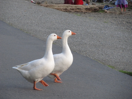 A Couple White Ducks
