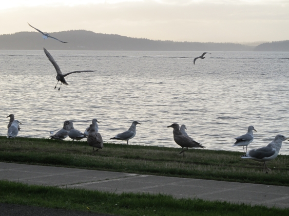 Seagulls Flocking to the Beach