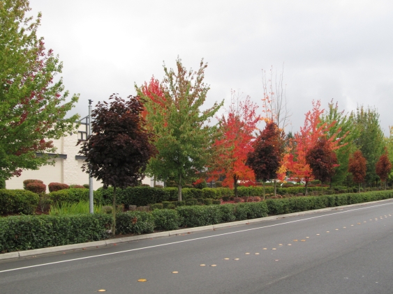 Trees in Various Fall Colors